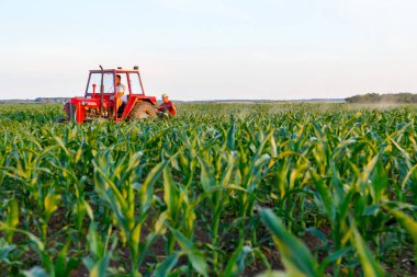 Jasa Tomiç, Voyvodina, Sırbistan - 3 Haziran 2017: Çiftçiler traktör ile alan genç Mısır ile pulluk makine satırlar arasında sürükleyerek yetiştirilmesi. 