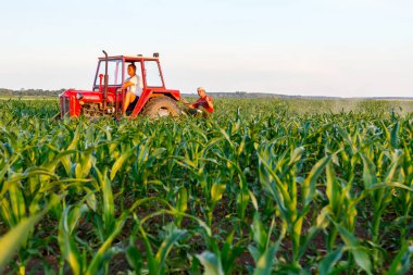 Jasa Tomiç, Voyvodina, Sırbistan - 3 Haziran 2017: Çiftçiler traktör ile alan genç Mısır ile pulluk makine satırlar arasında sürükleyerek yetiştirilmesi. 