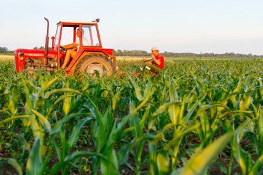 Jasa Tomiç, Voyvodina, Sırbistan - 3 Haziran 2017: Çiftçiler traktör ile alan genç Mısır ile pulluk makine satırlar arasında sürükleyerek yetiştirilmesi. 