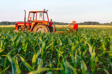 Jasa Tomiç, Voyvodina, Sırbistan - 3 Haziran 2017: Çiftçiler traktör ile alan genç Mısır ile pulluk makine satırlar arasında sürükleyerek yetiştirilmesi. 