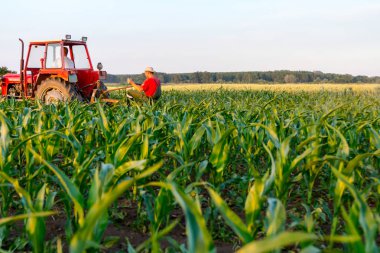 Çiftçiler traktör ile pulluk makine satırlar arasında sürükleyerek alan genç Mısır ile yetiştirilmesi. 