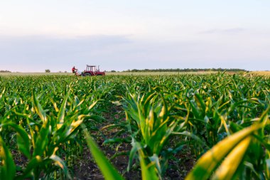 Çiftçiler traktör ile pulluk makine satırlar arasında sürükleyerek alan genç Mısır ile yetiştirilmesi. 