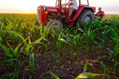Jasa Tomiç, Voyvodina, Sırbistan - 3 Haziran 2017: Çiftçiler traktör ile alan genç Mısır ile pulluk makine satırlar arasında sürükleyerek yetiştirilmesi. 