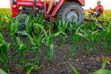 Jasa Tomiç, Voyvodina, Sırbistan - 3 Haziran 2017: Çiftçiler traktör ile alan genç Mısır ile pulluk makine satırlar arasında sürükleyerek yetiştirilmesi. 