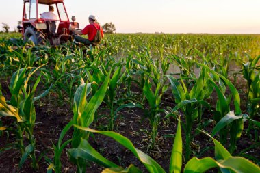 Çiftçiler traktör ile pulluk makine satırlar arasında sürükleyerek alan genç Mısır ile yetiştirilmesi. 