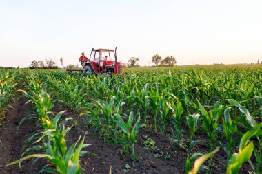 Jasa Tomiç, Voyvodina, Sırbistan - 3 Haziran 2017: Çiftçiler traktör ile alan genç Mısır ile pulluk makine satırlar arasında sürükleyerek yetiştirilmesi. 