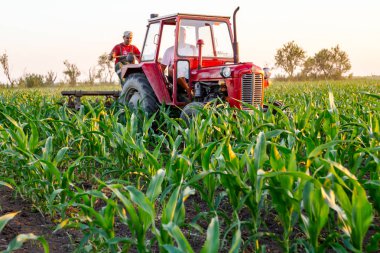 Jasa Tomiç, Voyvodina, Sırbistan - 3 Haziran 2017: Çiftçiler traktör ile alan genç Mısır ile pulluk makine satırlar arasında sürükleyerek yetiştirilmesi. 