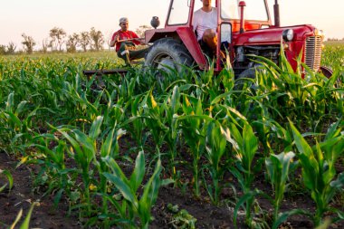 Jasa Tomiç, Voyvodina, Sırbistan - 3 Haziran 2017: Çiftçiler traktör ile alan genç Mısır ile pulluk makine satırlar arasında sürükleyerek yetiştirilmesi. 