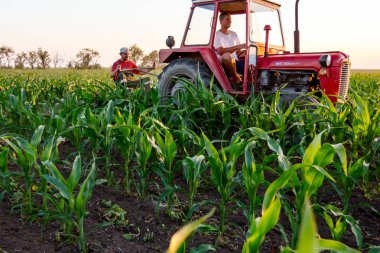 Jasa Tomiç, Voyvodina, Sırbistan - 3 Haziran 2017: Çiftçiler traktör ile alan genç Mısır ile pulluk makine satırlar arasında sürükleyerek yetiştirilmesi. 