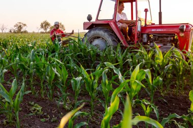 Jasa Tomiç, Voyvodina, Sırbistan - 3 Haziran 2017: Çiftçiler traktör ile alan genç Mısır ile pulluk makine satırlar arasında sürükleyerek yetiştirilmesi. 