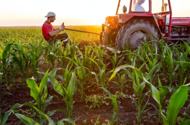 Jasa Tomiç, Voyvodina, Sırbistan - 3 Haziran 2017: Çiftçiler traktör ile alan genç Mısır ile pulluk makine satırlar arasında sürükleyerek yetiştirilmesi. 