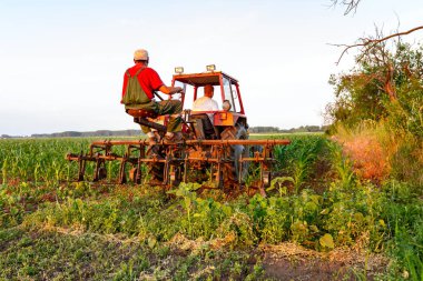 Çiftçiler traktör ile pulluk makine satırlar arasında sürükleyerek alan genç Mısır ile yetiştirilmesi. 