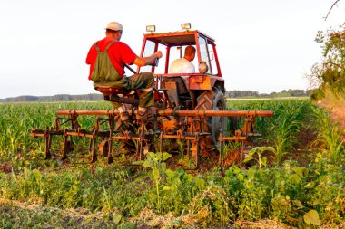 Çiftçiler traktör ile pulluk makine satırlar arasında sürükleyerek alan genç Mısır ile yetiştirilmesi. 