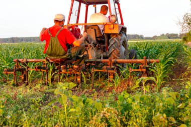 Çiftçiler traktör ile pulluk makine satırlar arasında sürükleyerek alan genç Mısır ile yetiştirilmesi. 
