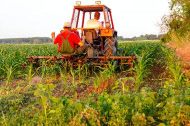 Çiftçiler traktör ile pulluk makine satırlar arasında sürükleyerek alan genç Mısır ile yetiştirilmesi. 