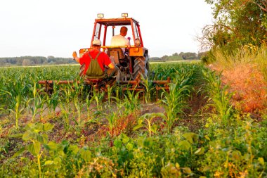 Çiftçiler traktör ile pulluk makine satırlar arasında sürükleyerek alan genç Mısır ile yetiştirilmesi. 