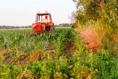 Çiftçiler traktör ile pulluk makine satırlar arasında sürükleyerek alan genç Mısır ile yetiştirilmesi. 