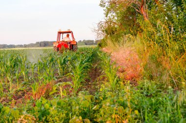 Çiftçiler traktör ile pulluk makine satırlar arasında sürükleyerek alan genç Mısır ile yetiştirilmesi. 