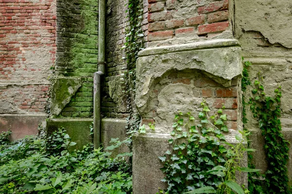 Green Creeper Moss Growing Dilapidated Brick Wall North Side — Stock Photo, Image