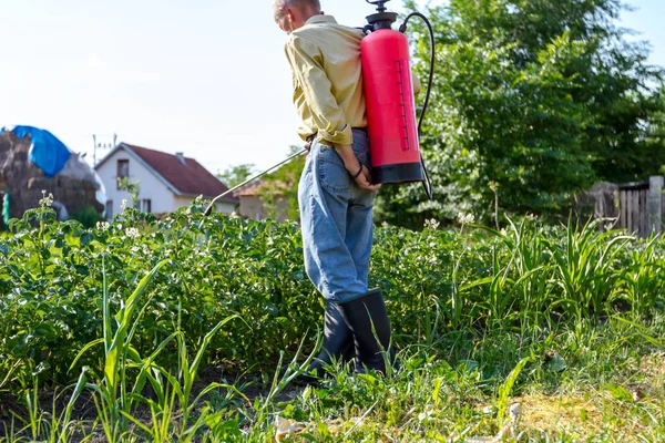 Çiftçi el spreyi onun bahçesinde mantar hastalığı veya haşarat kimyasallarla korumak için önümüzdeki patates bitkiler spreyler.