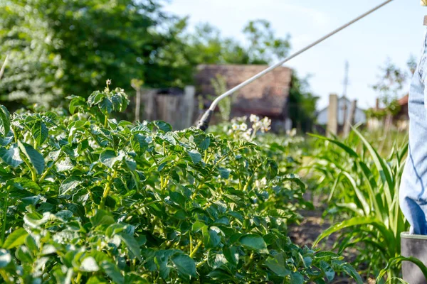 Çiftçi el spreyi onun bahçesinde mantar hastalığı veya haşarat kimyasallarla korumak için önümüzdeki patates bitkiler spreyler.