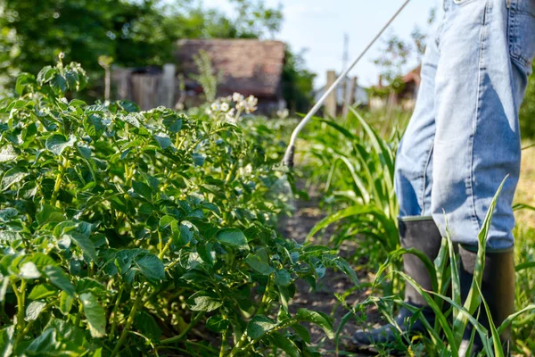 Çiftçi el spreyi onun bahçesinde mantar hastalığı veya haşarat kimyasallarla korumak için önümüzdeki patates bitkiler spreyler.