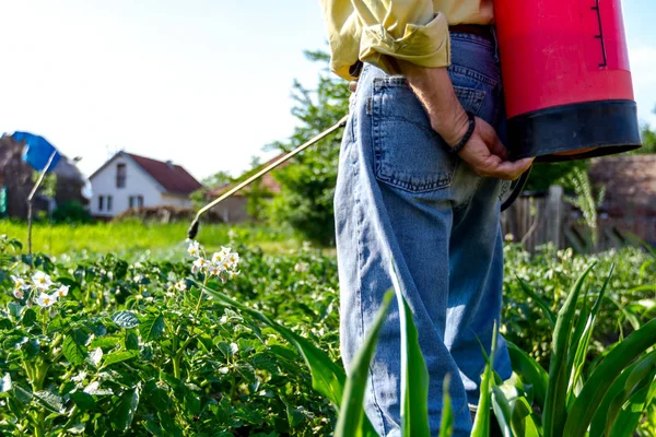 Çiftçi el spreyi onun bahçesinde mantar hastalığı veya haşarat kimyasallarla korumak için önümüzdeki patates bitkiler spreyler.