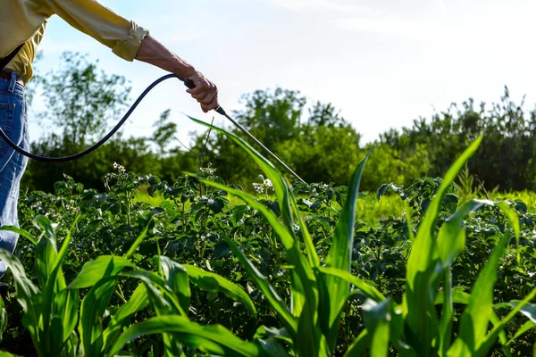 Çiftçi el spreyi onun bahçesinde mantar hastalığı veya haşarat kimyasallarla korumak için önümüzdeki patates bitkiler spreyler.