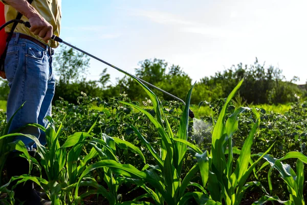 Çiftçi el spreyi onun bahçesinde mantar hastalığı veya haşarat kimyasallarla korumak için önümüzdeki patates bitkiler spreyler.
