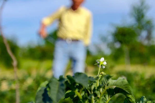 Farmer Sprays Inflorescence Potatoes Plants Protect Them Chemicals Fungal Disease — Stock Photo, Image