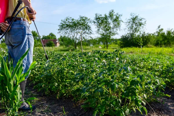 Çiftçi el spreyi onun bahçesinde mantar hastalığı veya haşarat kimyasallarla korumak için önümüzdeki patates bitkiler spreyler.