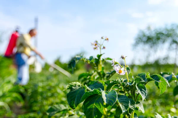Çiftçi el spreyi onun bahçesinde mantar hastalığı veya haşarat kimyasallarla korumak için önümüzdeki patates bitkiler spreyler.