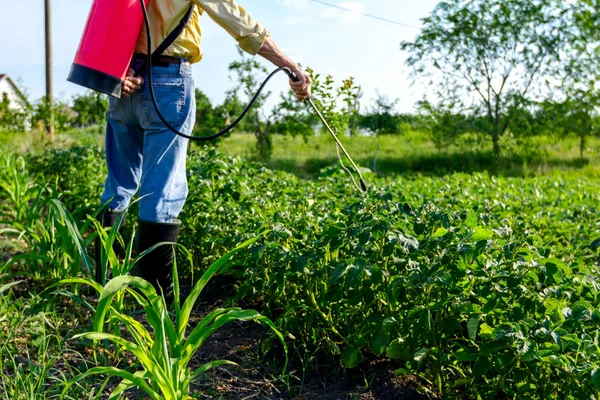 Agricultor Sprays Inflorescência Batatas Plantas Para Protegê Los Com Produtos — Fotografia de Stock
