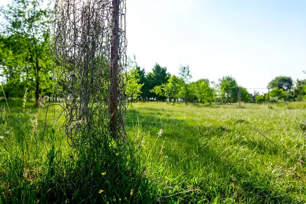 Çim bitki örtüsü arasında futbol ihmal edilen ve büyümüş mahkemede yalnız hedefi.