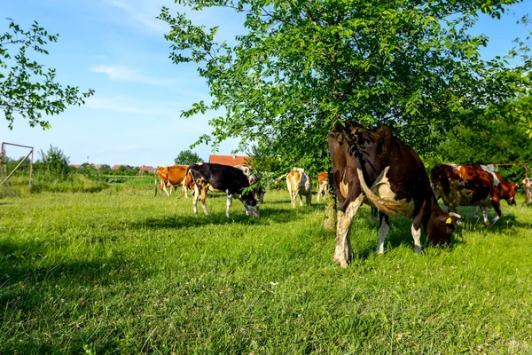 Rebanho Vacas Domésticas Estão Pastando Grama Aldeia Rural — Fotografia de Stock