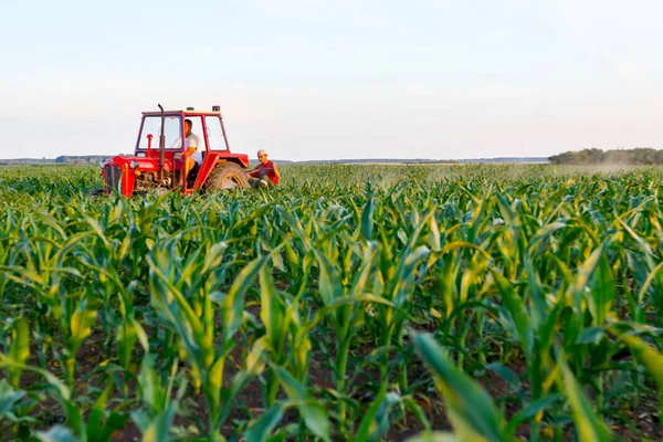 Jasa Tomiç, Voyvodina, Sırbistan - 3 Haziran 2017: Çiftçiler traktör ile alan genç Mısır ile pulluk makine satırlar arasında sürükleyerek yetiştirilmesi. 