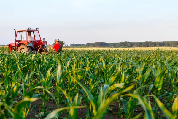 Agricoltori Con Trattore Stanno Coltivando Campo Con Mais Giovane Trascinando — Foto Stock