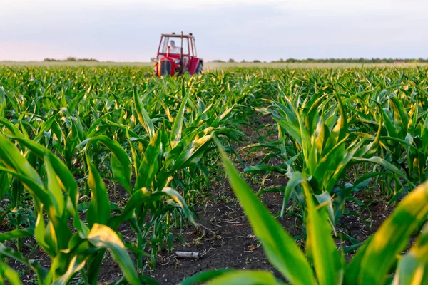 Çiftçiler traktör ile pulluk makine satırlar arasında sürükleyerek alan genç Mısır ile yetiştirilmesi. 