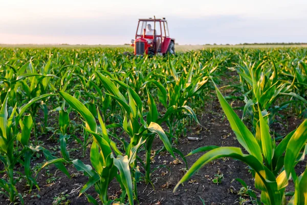 Agricultores Con Tractor Están Cultivando Campo Con Maíz Joven Arrastrando — Foto de Stock