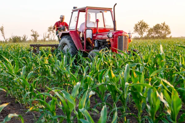Jasa Tomiç, Voyvodina, Sırbistan - 3 Haziran 2017: Çiftçiler traktör ile alan genç Mısır ile pulluk makine satırlar arasında sürükleyerek yetiştirilmesi. 