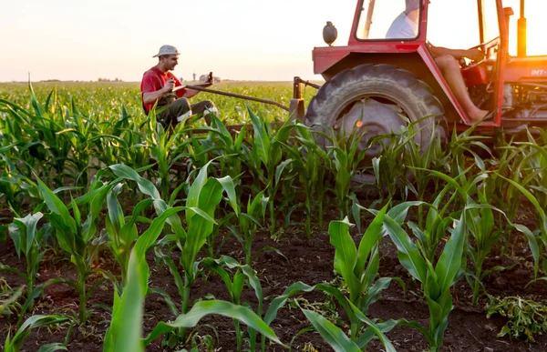 Jasa Tomiç, Voyvodina, Sırbistan - 3 Haziran 2017: Çiftçiler traktör ile alan genç Mısır ile pulluk makine satırlar arasında sürükleyerek yetiştirilmesi. 