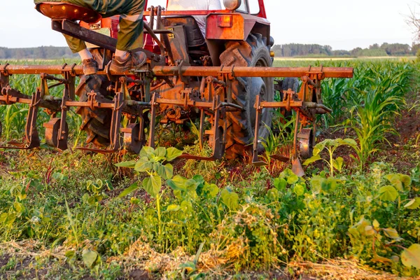 Çiftçiler traktör ile pulluk makine satırlar arasında sürükleyerek alan genç Mısır ile yetiştirilmesi. 