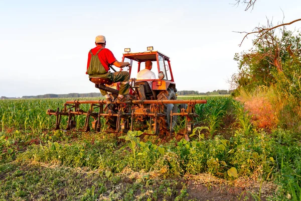 Çiftçiler traktör ile pulluk makine satırlar arasında sürükleyerek alan genç Mısır ile yetiştirilmesi. 
