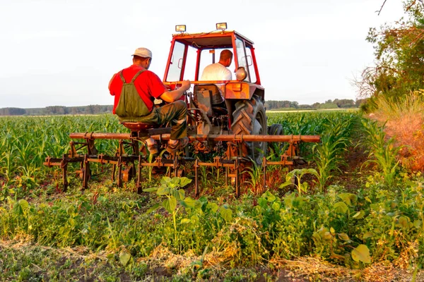 拖拉机农民通过拖犁机在排中种植幼玉米田 — 图库照片