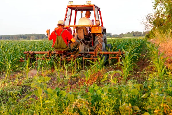 Çiftçiler traktör ile pulluk makine satırlar arasında sürükleyerek alan genç Mısır ile yetiştirilmesi. 
