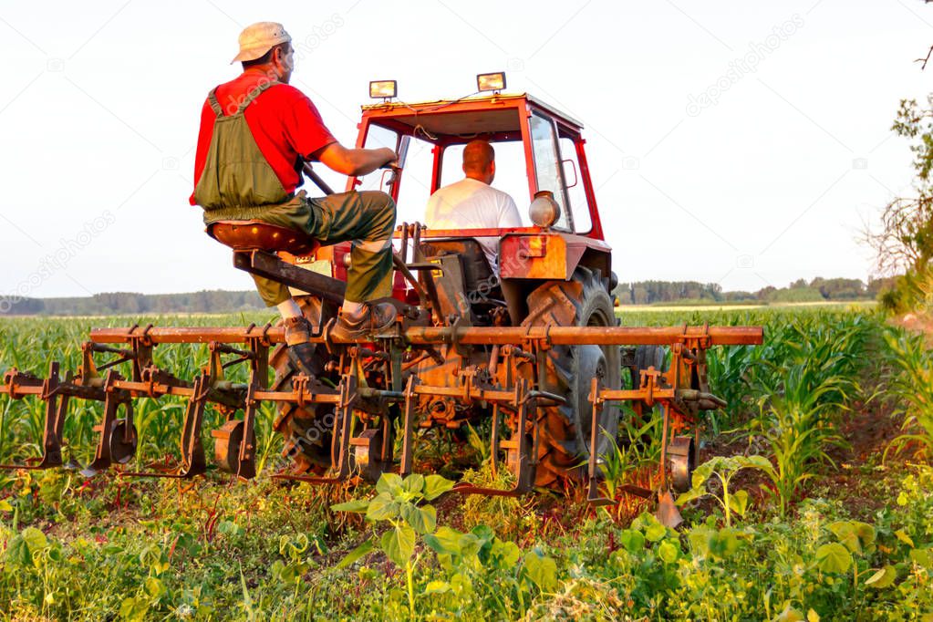 Farmers with tractor are cultivating field with young corn by dragging plow machine among rows. 