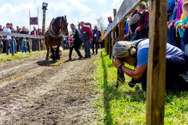 Chestereg, Voyvodina, Sırbistan - 30 Nisan 2017: Taslak bloodstock at geleneksel olarak kamu olay bir ağaç gövdesi çekerek yarışıyor.