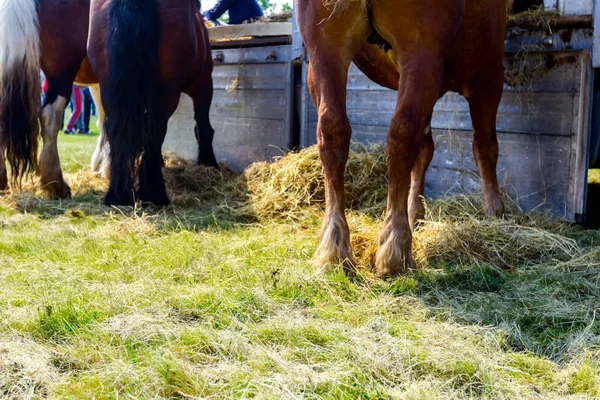 Volbloed Paarden Staan Droog Gras Gebonden Aan Truck Benen — Stockfoto
