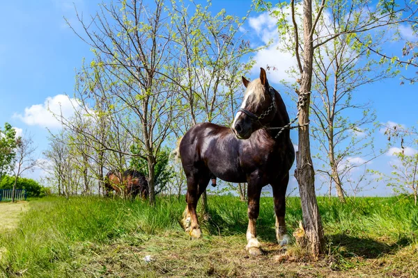 カラフルな純血種の馬は手綱 ハーネスと木に結ばれる — ストック写真