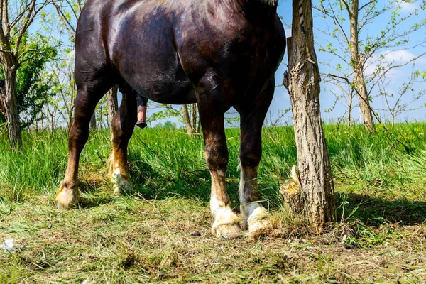 カラフルな純血種の馬は手綱 ハーネスと木に結ばれる — ストック写真